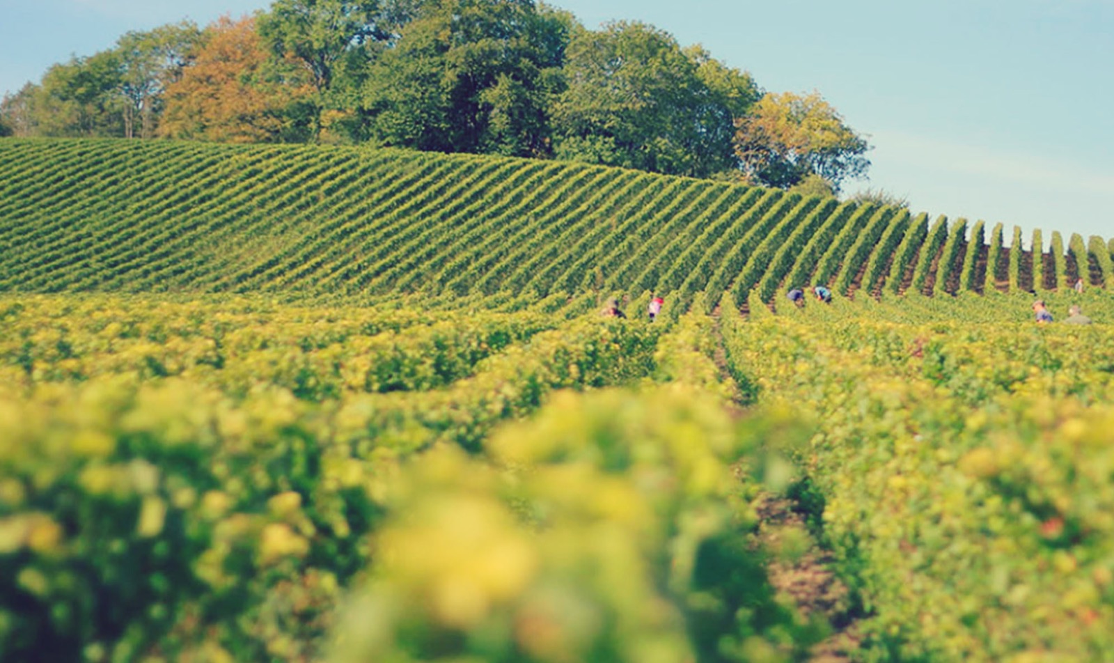 Vignes Cognac Esprit Organic